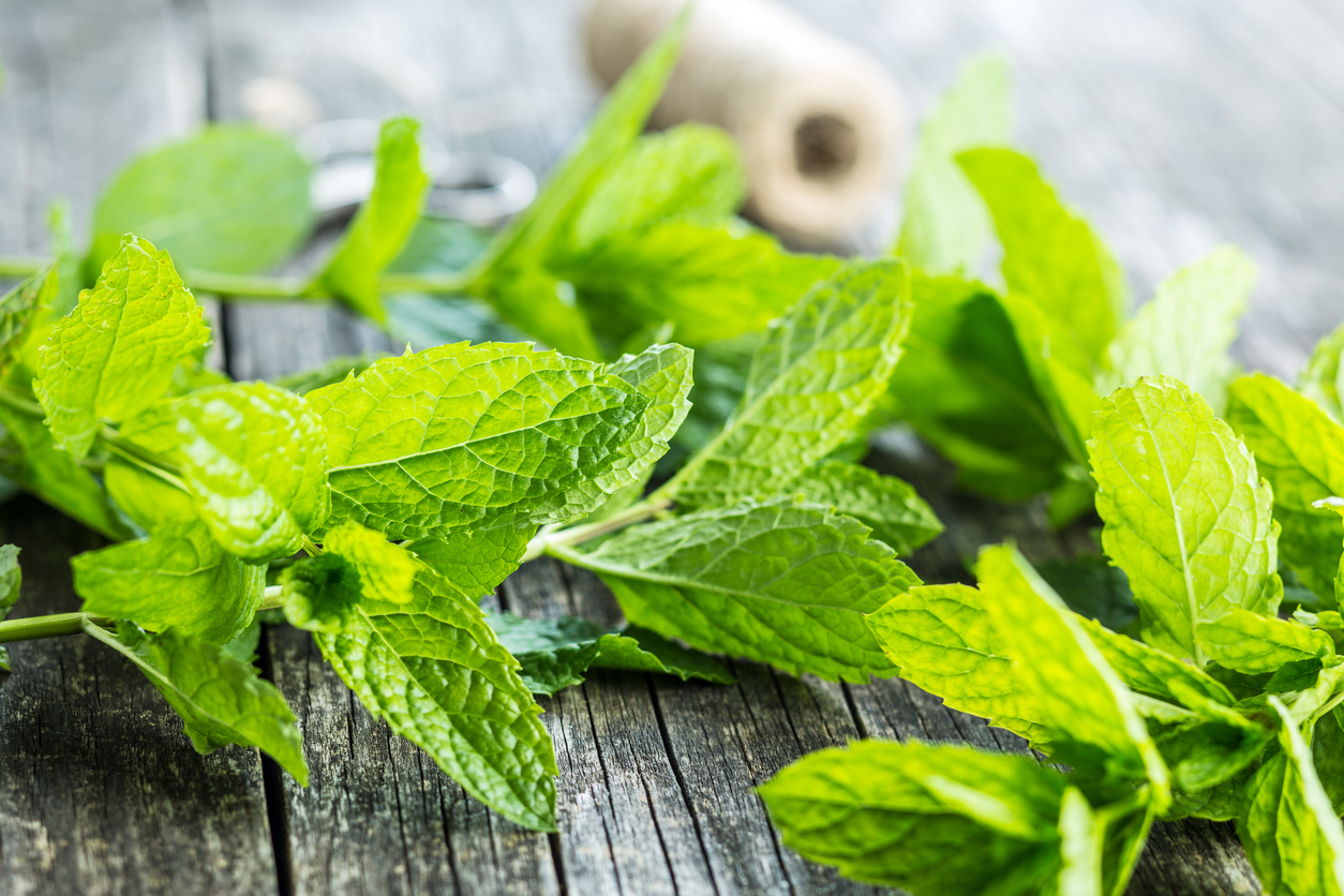 menta