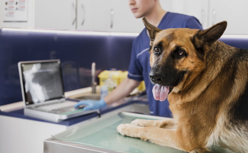 caine la veterinar