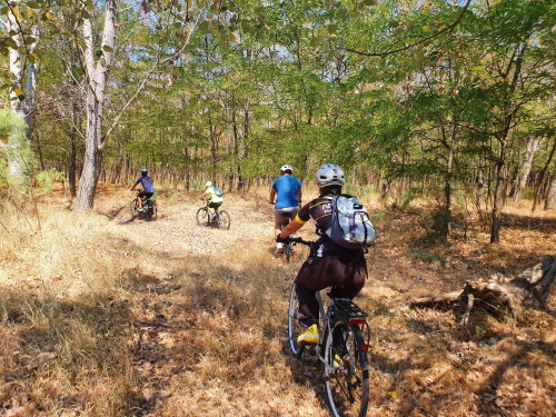 oameni in padure pe bicicleta