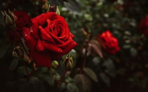 Trandafirii rosii: ce simbolizeaza si de ce ar trebui oferiti