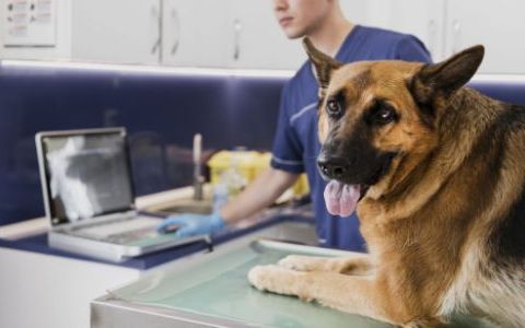 Capusele la caini - cum le indepartezi corect si cand e necesar sa te prezinti cu patrupedul la veterinar