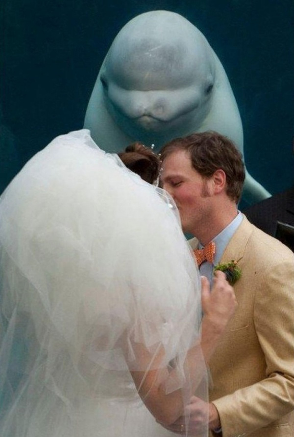 Balena nunta