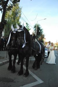 Trasura cu cai pentru nunta