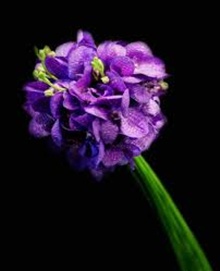buchet de irisi