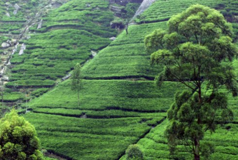 Sri Lanka