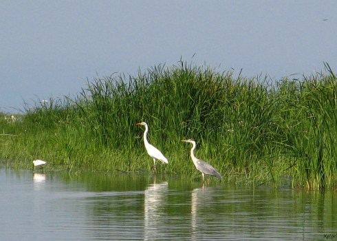 Pasari in Delta Dunarii