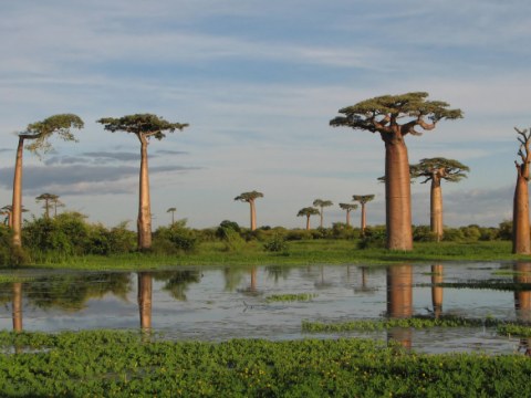 Madagascar