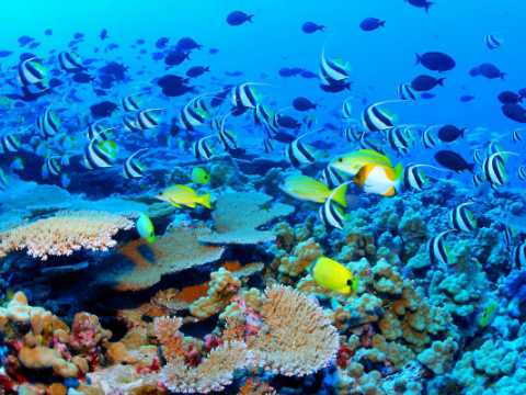 Marea Bariera de Corali, Australia