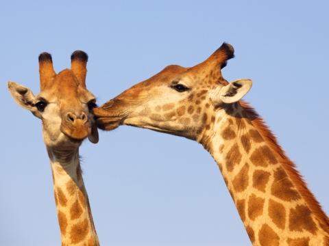 Cuplu de girafe